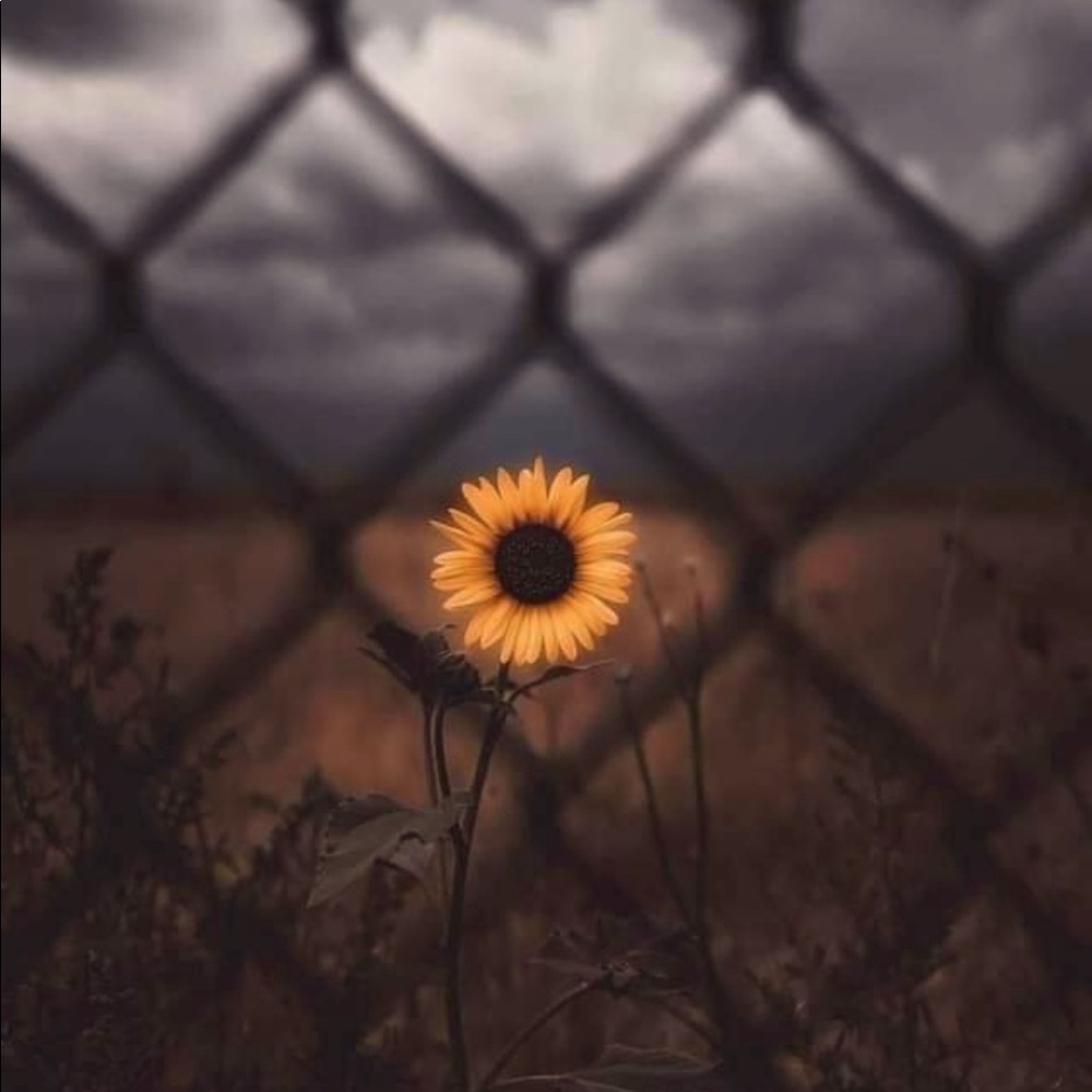 Meet your Posher, CRose